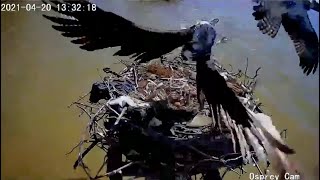 Dahlgren Osprey Cam  Fierce Osprey Intruder Attacks Harriet On Nest 42021 [upl. by Riva336]