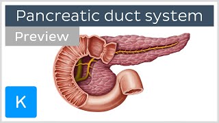 Pancreatic duct system preview  Human Anatomy  Kenhub [upl. by Hutt157]