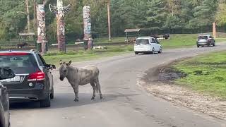 Serengeti Park Hodenhagen GermanyJourneyJoyTV [upl. by Teri]