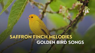 Relaxing Saffron Finch Sounds for Sleep amp Study [upl. by Nnylyam]