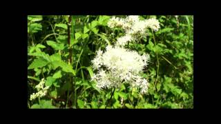 Meadowsweet has a range of uses in herbal medicine Meadowsweet Part 1 [upl. by Aiet]