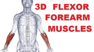 Forearm Muscles Anatomy  Anterior Compartment Flexors Part 1 [upl. by Mada]