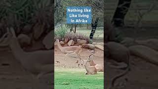 Out driving in Botswana and came across these Impalas just hanging out on a golf course [upl. by Yrrah]