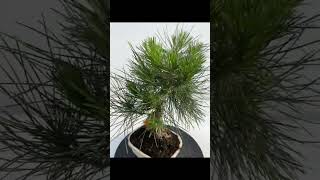 🌳PINUS THUNBERGII NUMERO 0470🌳 WWWBOHEBONSAICOM [upl. by Hennessy]