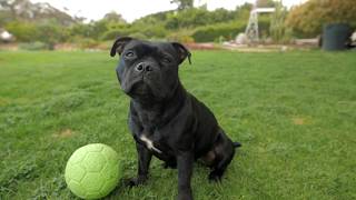 Lily The Staffordshire Bull Terrier [upl. by Efron]