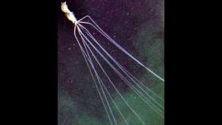 Most Amazing Deep Sea Creatures Part 3 [upl. by Croteau58]