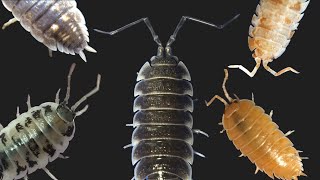 Isopod Macro Lens Tour Part 2 Porcellio [upl. by Mendelson]