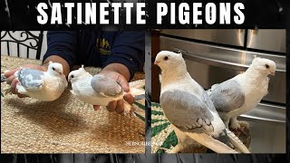 Satinette pigeon  Fancy Pigeons [upl. by Adel]