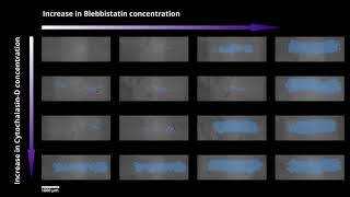 The effect of Blebbistatin and CytochalasinD on collective cell migration [upl. by Jenny]