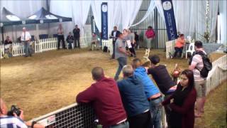 Middelpos Krisjan  2015 SABBS national show [upl. by Eiramik642]