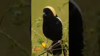 Bobolink bird callbirds birdfriendsbirdlovermanatv [upl. by Yejus]