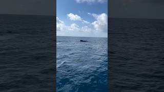 We had a wonderful trip watching 2 side by side Humpback Whales Narration by Capt Shane [upl. by Hsiwhem250]