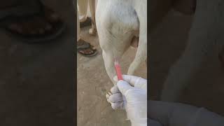 How vet saved Dog viral shortsanimals drfaisallilla vet shorts trending dog shortsfeed [upl. by Namso]