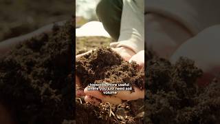 Topsoil vs Compost Whats the Difference for Your Garden [upl. by Letnom]