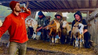 Production of sheeps cheese in the mountains Life of people in the mountains with animals [upl. by Vaas]