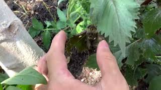 catching a neotibicen pruinosus that got attacked by a bird [upl. by Esilahc]