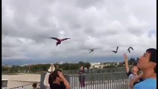 Macaws Free FlyIng  video [upl. by Hartzke894]