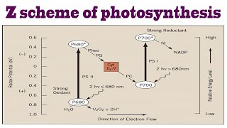 Z scheme of photosynthesis  BIOLOGY ARTICLES AND MCQS [upl. by Kuth241]