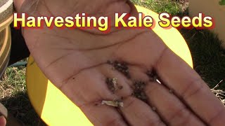 How to Harvest Seeds from the Kale Plants Grown in Your Containers [upl. by Niliac]