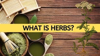 What Is Herbs  Herb And Their Uses [upl. by Attiuqram]