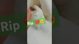 My Budgies Babies And PetsMy Budgy Last Moment With Me💔🥺Rip birds budgies hafsa pets shorts [upl. by Sally]