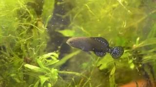 Keeping and Breeding Pygmy Sunfish Elassoma spp [upl. by Marb]