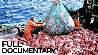 Where Have All the Fish Gone  Overfishing Crisis  ENDEVR Documentary [upl. by Premer]