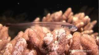 Cool Fish Video Pearlfish  Blennywatchercom [upl. by Akemehc874]