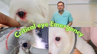 Proptosis  eye Ball prolapse from socket  Reposition and treatment eye drops and medicine [upl. by Ereveniug]