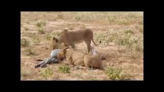 Unpredictable fight between lions and zebras  Saruni Samburu [upl. by Anolla]