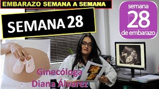 SEMANA 28 EMBARAZO SEMANA A SEMANA POR GINECOLOGA DIANA ALVAREZ [upl. by Peppard]