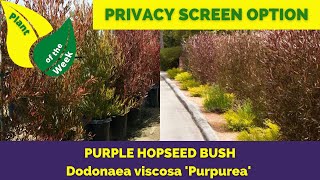 Purple Hopseed Bush  Dodonaea viscosa Purpurea [upl. by Hseham]