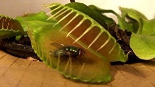 Venus Fly Trap vs Flies See who wins [upl. by Bred]