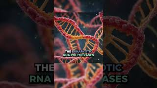 rRNA mRNA tRNA kingofthecurve kotc premedcollege medicalschool mcat study studentbiology [upl. by Dimphia]