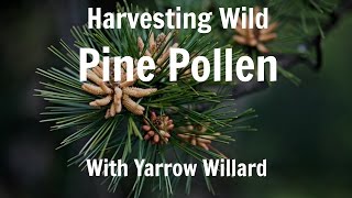 Harvesting Wild Pine Pollen  Harmonic Arts [upl. by Lyrradal]