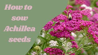 How to sow Achillea Millefolium common name yarrow seeds [upl. by Rramal]