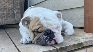 And rules arent changing fellas🤌🏻🐕✨️ bulldog videos englishbulldog viralhog [upl. by Shuler349]