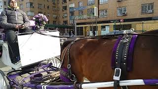 Slow motion video hansom cab Central Park [upl. by Bellanca]