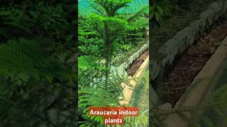 Araucaria Indoor Plants AraucariaIndoorPlantsGardenTipsEvergreenPlantHousePlantsAraucariaCare [upl. by Sewell222]