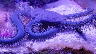 Green Brittle Star feeding [upl. by Molloy]