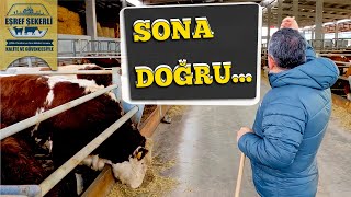 Izgaralı Sistem Ahırımızda Sona Doğru [upl. by Gunnar]