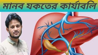 Function of Liver in Bengali  Digestive System  Digestion and Absorption  মানব যকৃতের কাজ [upl. by Simeon]