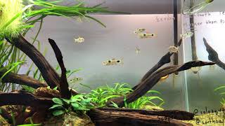 LowTech Planted Tank With Exodon Bucktooth Tetras [upl. by Jena]