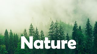 Nature No Copyright Music  Nature Music No Copyright Vlog No Copyright Music [upl. by Adam154]