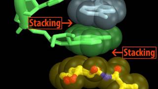 Mechanism of Action of the Antibiotic HYGROMYCINA on the 70S Ribosome [upl. by Rogergcam]