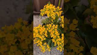 Sydney Spring Blooms  Kalanchoe Blossfeldiana Calandiva Yellow [upl. by Mckenzie]