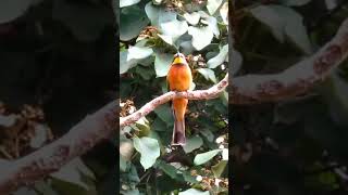 Super Slow Motion  Cinnamon chested Beeeater hunts for flying insects Birding Nairobi [upl. by Htez]