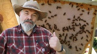 Layens Beehive Inspections and Fall Honey Harvest [upl. by Llieno]