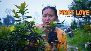 First Love Plant Care in Nepali I Xanthostemon Chrysanthus or Golden Penda Plant Care in Nepali [upl. by Brott546]