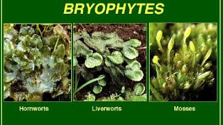 LECTURE 2 BRYOPHYTES IMPORTANT POINTSbiology bryophyta [upl. by Krutz]